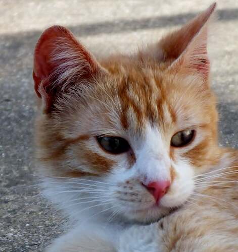 best cat (755x800).jpg